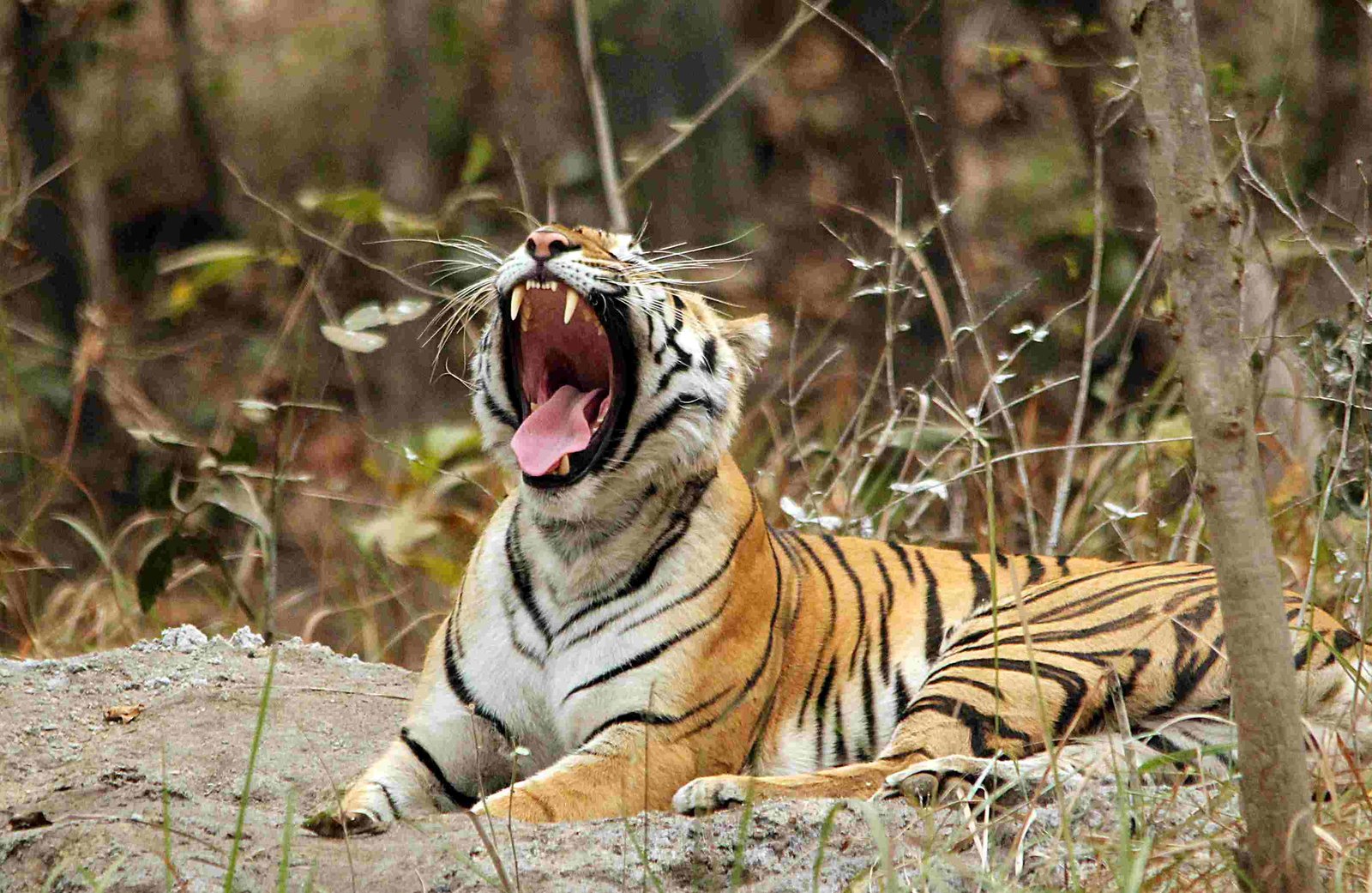 Nature Walks / Forest Trails