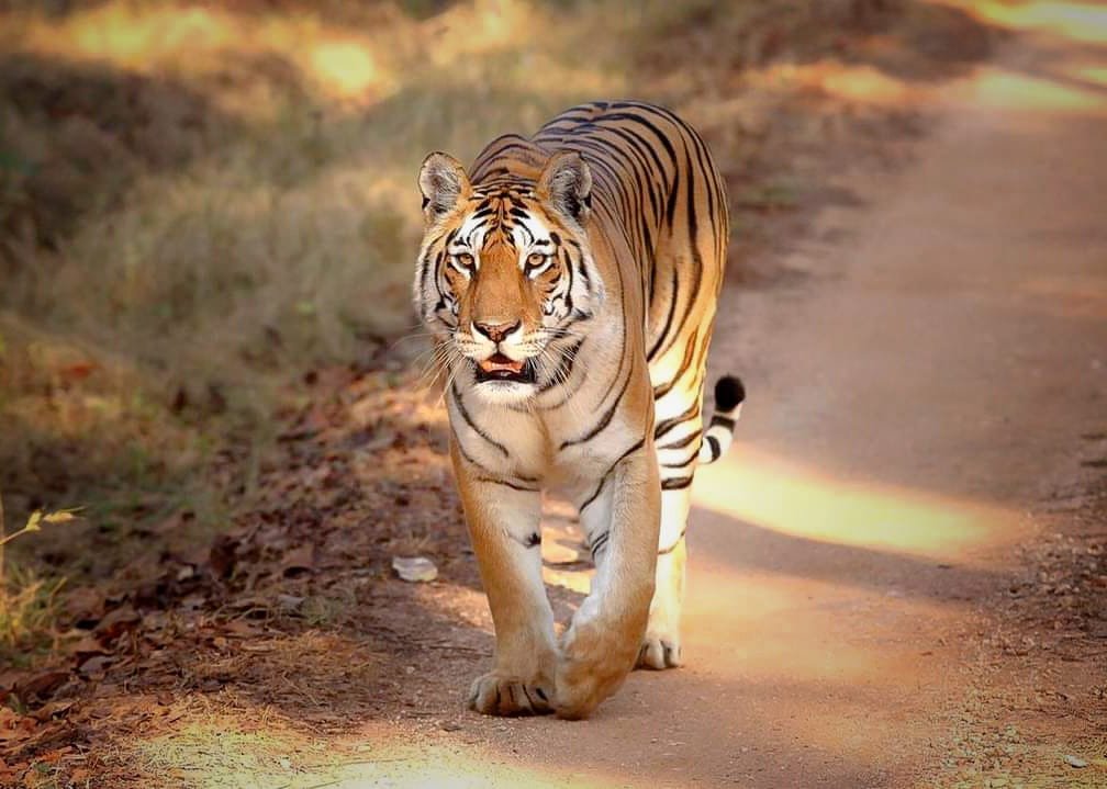 Nature Walks / Forest Trails