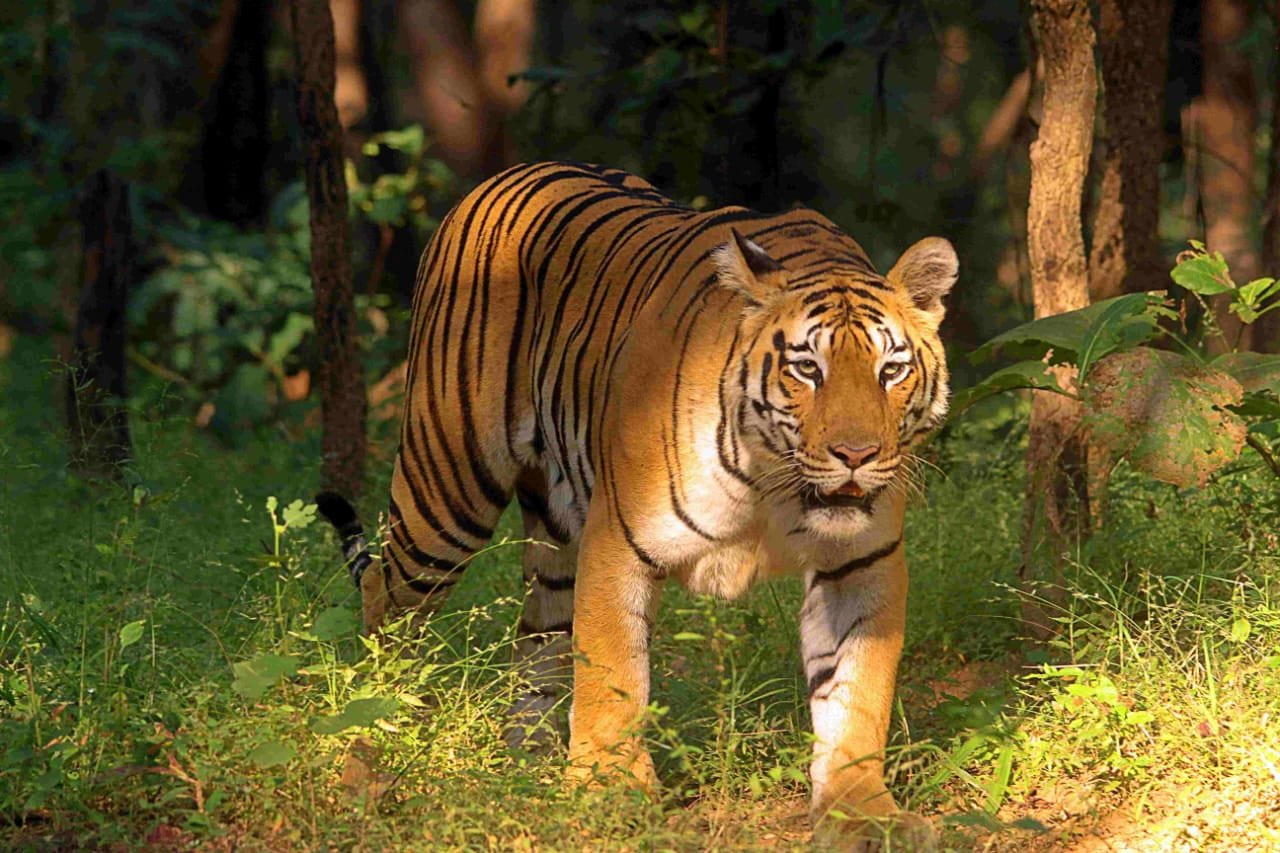 Nature Walks / Forest Trails