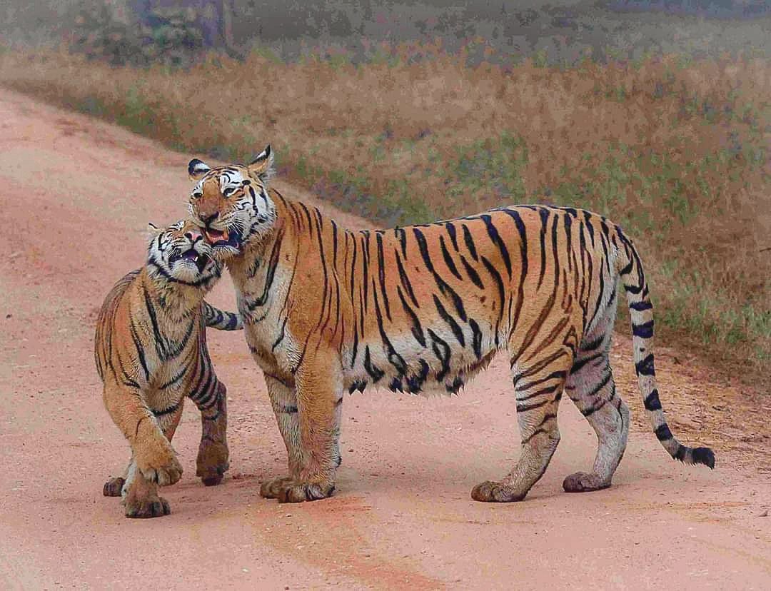 Tadoba Andhari Tiger Reserve