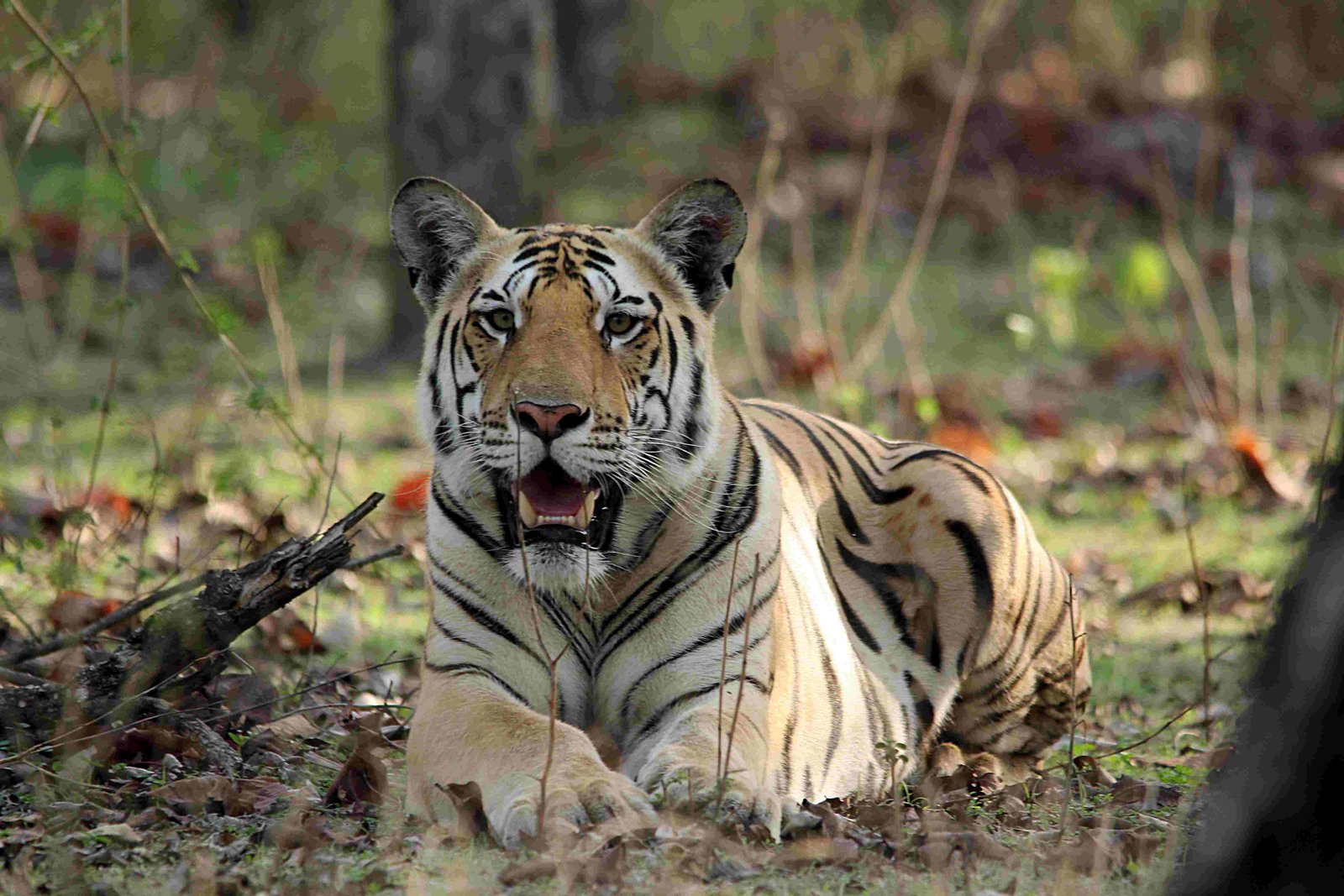 Tiger tracking in Pench