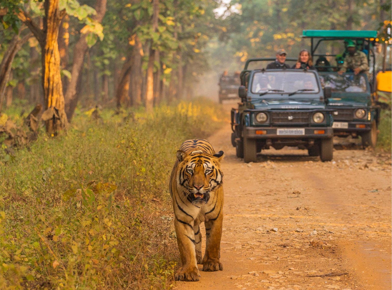 Tiger Safari